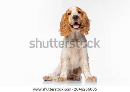Cute and sweet Cocker Spaniel dog with tongue sticking out sitting isolated over white background. Concept of movement, pet love, animal life, domestic animals. Looks happy, graceful. Copyspace for ad