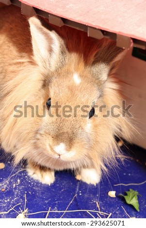 cute sweet little rabbit closeup