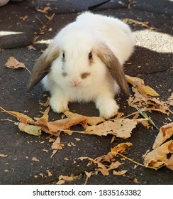 Hase Lustig Stockfotos Bilder Und Fotografie Shutterstock