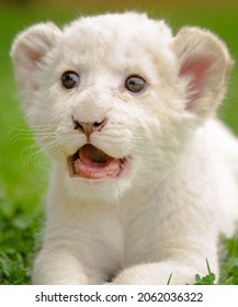 Lion Blanc Bebe Stock Photos Images Photography Shutterstock