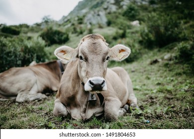 Cute Swiss Cow In The Alps.