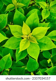 A cute symmetrically arranged bougenvillea leaves that form like a flower - Shutterstock ID 2337034157