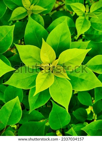 A cute symmetrically arranged bougenvillea leaves that form like a flower