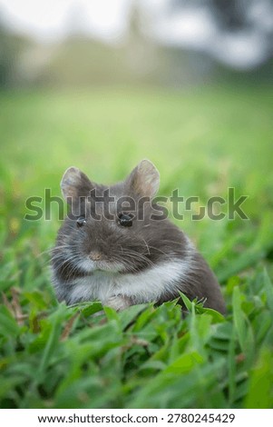 Cute Syrian hamster exploring green grass in the park during sunset.