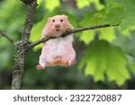 Cute Syrian hamster hanging on a branch. funny hamster