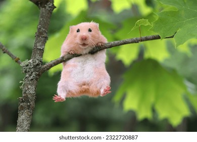 Cute Syrian hamster hanging on a branch. funny hamster