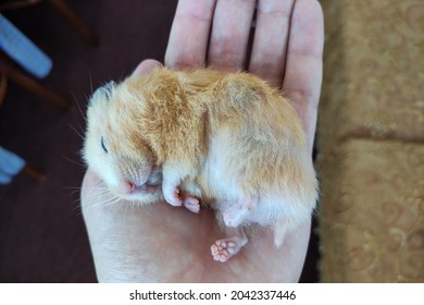 Cute syrian hamster sleeping on a palm