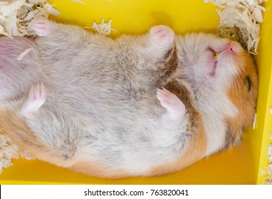 Cute Syrian hamster sleeping peacefully on its back (in a cage), top view