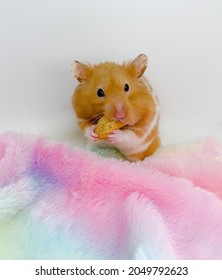 Cute Syrian Hamster Stuffing A Peanut In His Cheek