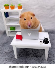 Cute Syrian Hamster Working From Home on a Laptop