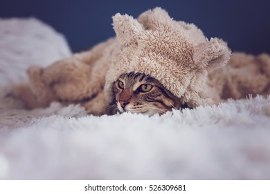 Cute Tabby Bengal Cat Wearing Hoodie With Ears