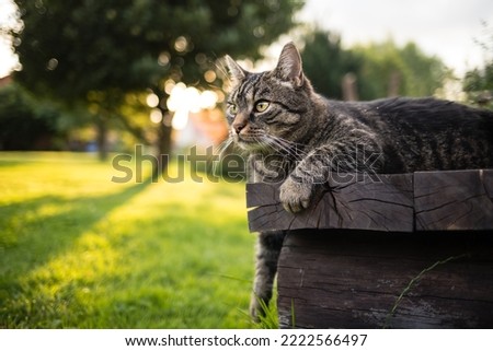 Cute tabby brown European shorthair cat lying outdoors on wooden bench with paw outstretched and curiously looking to the left. Cat watches what is happening in the garden. Sunny summer day.