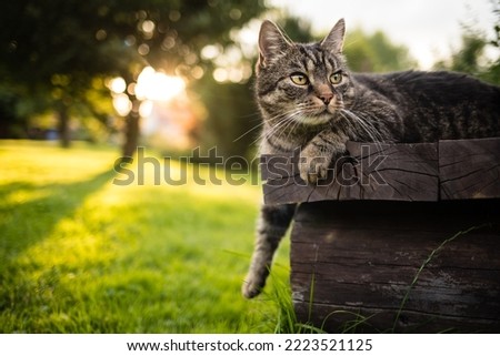 Cute tabby brown European shorthair cat lying outdoors on wooden bench with paw outstretched and curiously looking to the right. Cat watches what is happening in the garden. Sunny summer day.