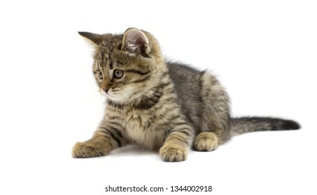 Cute tabby brown kitten lying and looking left isolated on white background. Newborn kitten, Kid animals and adorable cats concept
