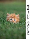 Cute tabby cat with bright blue eyes sitting in tall green grass ready to pounce!