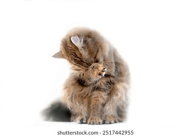 Cute tabby cat covering eyes. White background. Furry shy kitten. Guilt a little. Humor. Copy space.  - Powered by Shutterstock