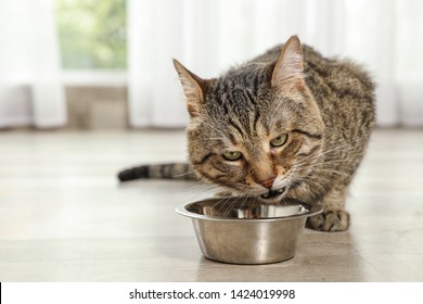 Cute Tabby Cat Eating Dry Food Stock Photo 1424019998 | Shutterstock