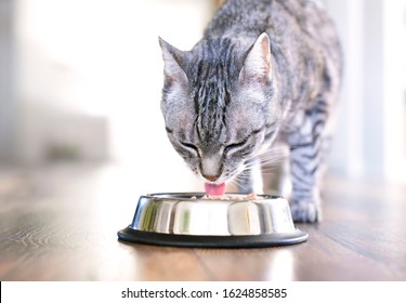 Cute tabby cat eating. Silver bowl, cat feeding scene with selective focus. Eating grey cat. - Powered by Shutterstock