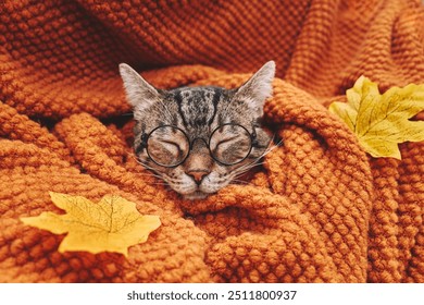 Cute tabby cat in glasses sleeping wrapped in wool orange blanket. Fall mood, autumn vibes. Thanksgiving day. - Powered by Shutterstock