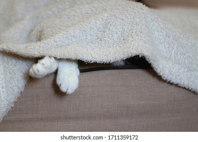 Cute Tabby Cat Hiding Under The Blanket On A Couch. Selective Focus.