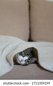 Cute Tabby Cat Hiding Under The Blanket On A Couch. Selective Focus.