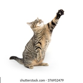 Cute Tabby Cat Jumping Playing Isolated Stock Photo 376952479 ...