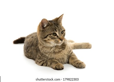 Cute Tabby Cat Laying Down On White Background