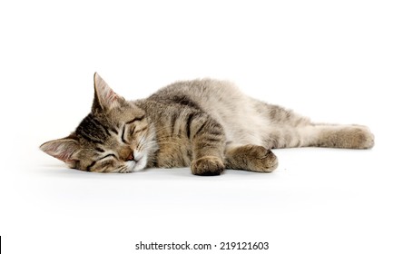  Cat  Laying  Down  Images Stock Photos Vectors Shutterstock