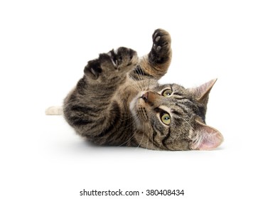 Cute Tabby Cat Laying Down Isolated On White Background