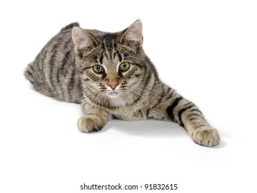 Cute Tabby Cat Laying Down On Stock Photo 91832615 | Shutterstock