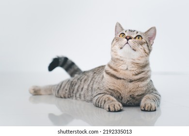 Cute tabby cat lies facing the camera. - Powered by Shutterstock