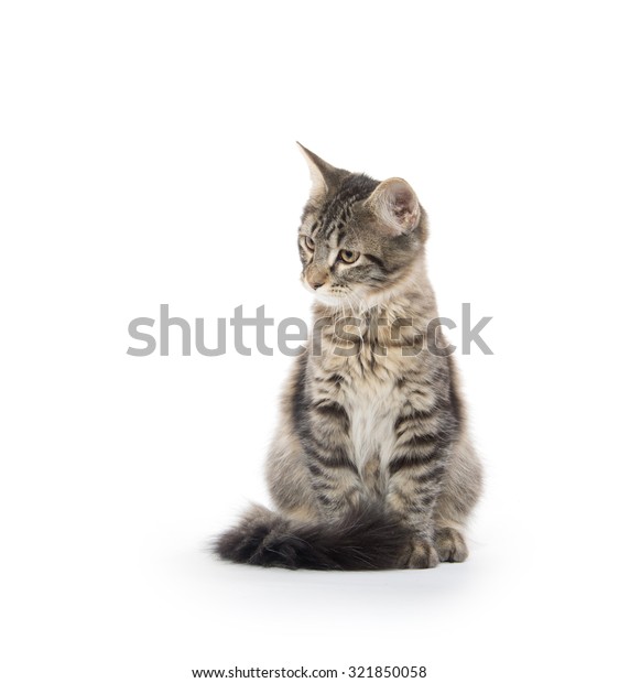 Cute Tabby Cat Long Fluffy Tail Stock Photo Edit Now 321850058