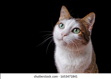 Cute tabby cat looking curious up. Horizontal image with copy space.