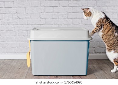 Cute tabby cat looking curious to a top-entry litter box.