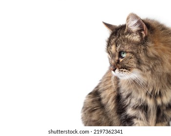 Cute Tabby Cat Looking At Something With Green Eyes, Isolated. Side Profile Of Kitty With Intense Or Curios Body Language.  Long Hair Female Senior Cat, 16 Year Old. White Background. Copy Space.