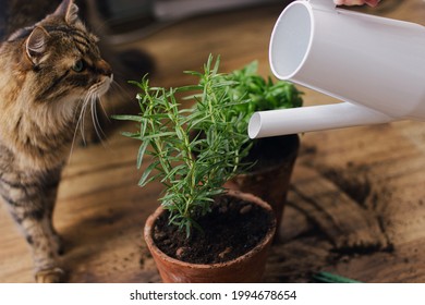Cute tabby cat looking at watering fresh green basil and rosemary plant from modern watering can on background of dirty wooden floor. Pet and plants. Repot and cultivation aromatic herbs at home