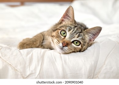 Cute tabby cat lying down on white blanket on the bed. Funny home pet. Concept of relaxing and cozy wellbeing. Sweet dream.