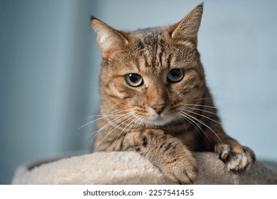 Cute tabby cat lying down on the coach. Funny home pet. Concept of funny face and green eyes. High quality photo - Powered by Shutterstock