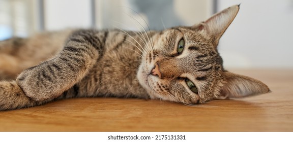 A Cute Tabby Cat Lying On A Table With Adorable Eyes In A Home. A Happy Sneaky Furry Pet In A House Relaxing After Playing All Day. A Portrait Of A Playful, Funny, And Adorable Feline Calmly Resting