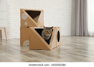 Cute Tabby Cat Near Cardboard House In Room. Friendly Pet