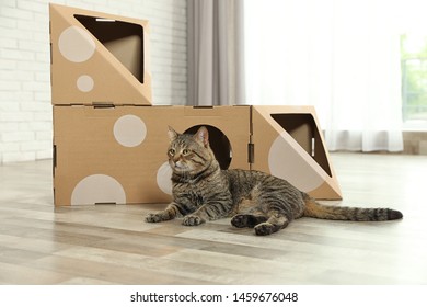 Cute Tabby Cat Near Cardboard House In Room. Friendly Pet