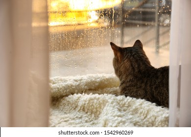 Cute Tabby Cat Near Window At Home On Rainy Day. Space For Text