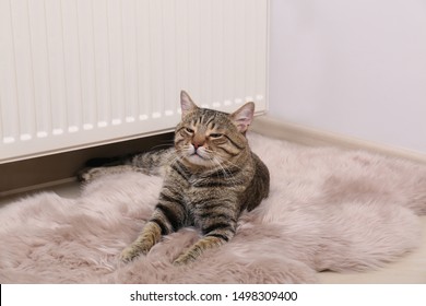 Faux Fur Rug Images, Stock Photos u0026 Vectors  Shutterstock