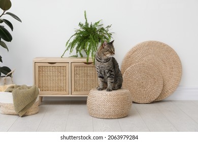 Cute Tabby Cat On Wicker Pouf Indoors