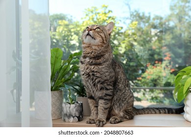 Cute tabby cat on window sill indoors - Powered by Shutterstock