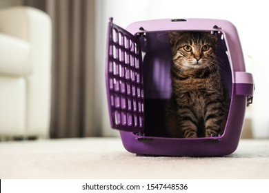 Cute Tabby Cat In Pet Carrier At Home