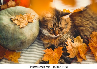 Cute Tabby Cat Playing Autumn Leaves Stock Photo 1538716463 | Shutterstock