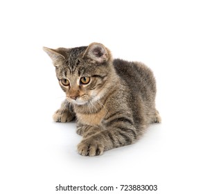 Cute Tabby Cat Playing Isolated On White Background