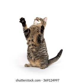 Cute Tabby Cat Playing Jumping Isolated Stock Photo 369124997 ...