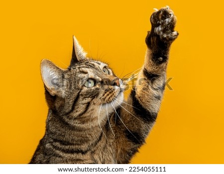 Cute tabby cat plays with its paw
The cat raised its paw and carefully looks at the object